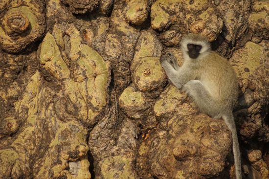 Sieht harmlos aus...