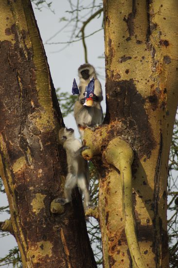 ...Kekse, die er anschließend im Baum verspeist