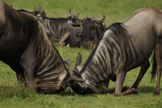 Wer faltet hier wen zusammen?