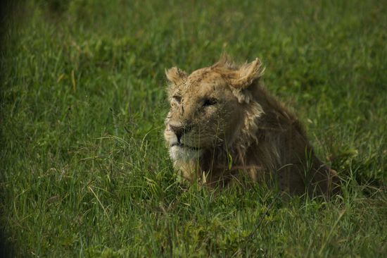 Dieser Löwe setzt sich nur mal kurz auf...