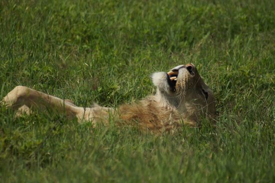 ...wieder ins Gras hinab sinken zu lassen...