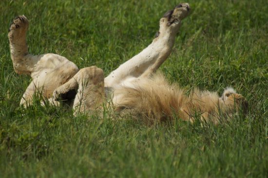 ...und sich von dieser Anstrengung auszuruhen