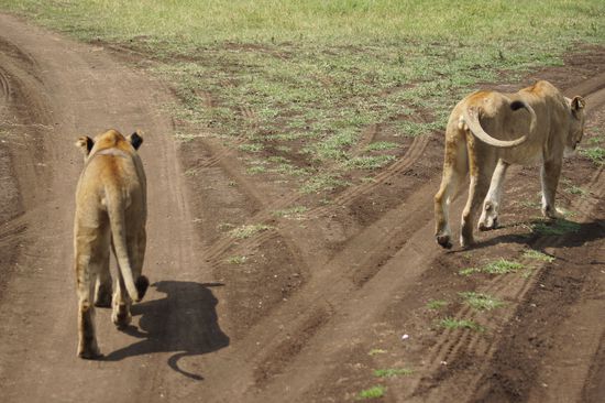 Während diese Löwinnen hungrig sind und Ausschau halten nach Essbarem