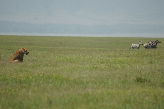 Da ist auch schon die Beute