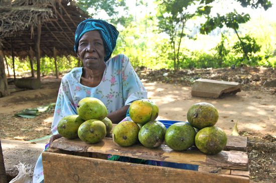 Die besten Mangos der Welt