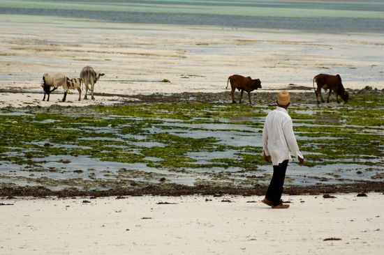 Und immer noch grasen die Kühe am Meer...