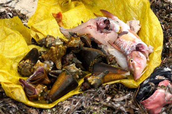 ...sorgt das Meer für den Mittagstisch