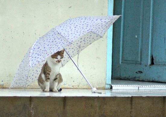 Mein bester Schnappschuss in Padang: eine schlaue Katze hat sich vor dem tropischen Dauerregen unter einen Schirm geflüchtet