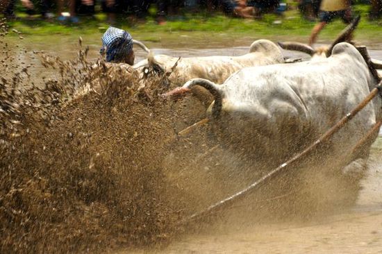 Der Jockey steht einfach mit seinen Füßen auf diesen Holzkonstruktionen und hält sich ansonsten an den Schwänzen fest