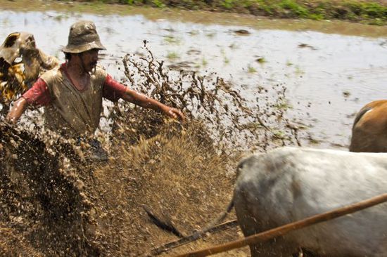 Im nassen Reisfeld wird natürlich eine Menge Schlamm aufgewirbelt