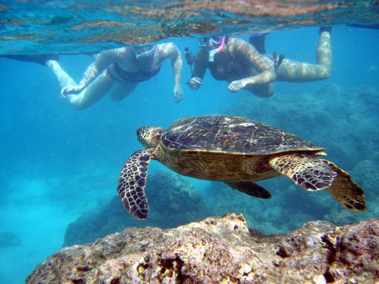 Schildkroete und Hawaiian Chicks auf einem Bild