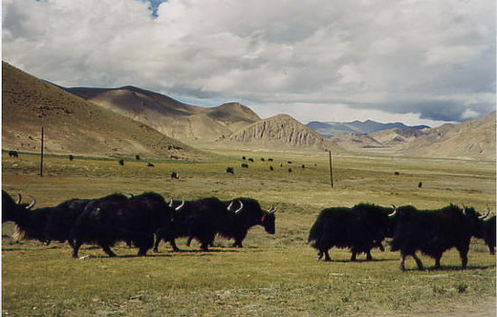 Yaks