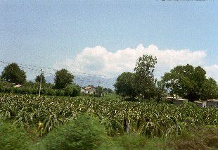Dragon Fruit Plantage