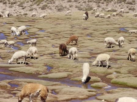 Lamas und Alpacas auf dem Altiplano