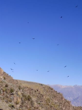 Lauter Kondore bei strahlendem Himmel