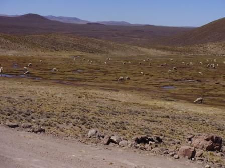 Rückfahrt über den Altiplano