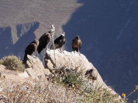 ...und freie Kondore am Cruz del Condor