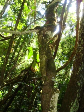 Ein "Killertree" im Urwald