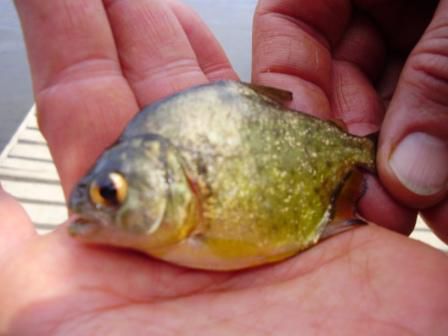 Diesen Piranha haben wir verspeist