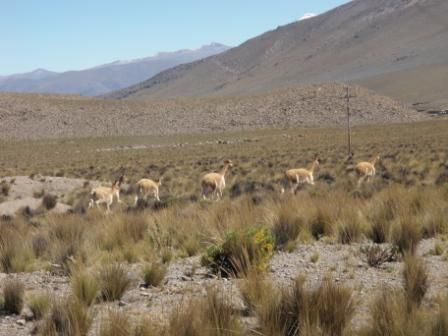 Vicunas auf dem Altiplano