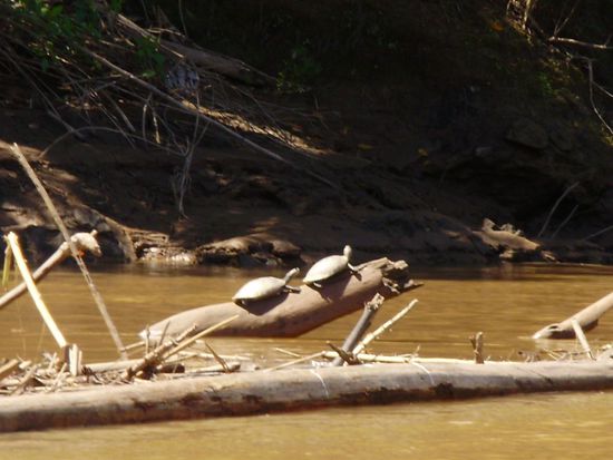 Schildkröten am Rio Madre de Dios