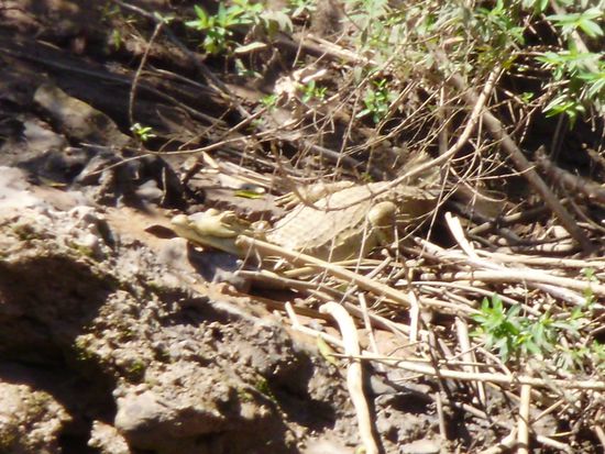 Ein super getarnter Cayman