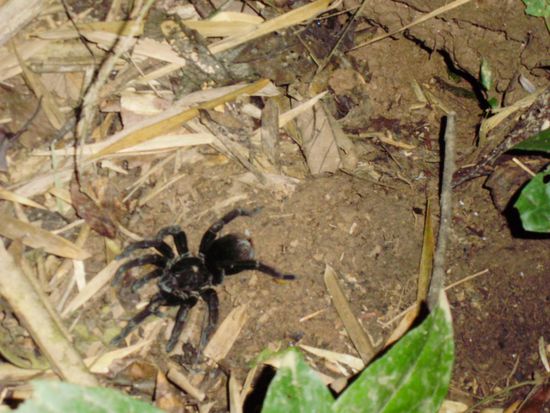 Eine echte Tarantel!