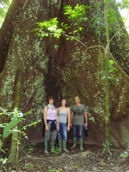 Wir drei vor einem Urwaldriesen