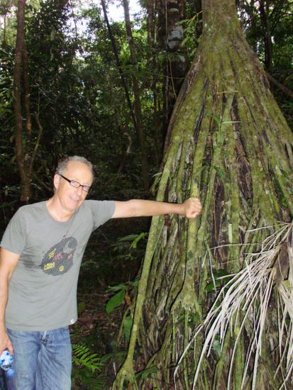 Tomi und der gehende Baum