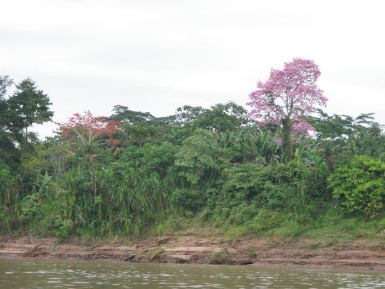 Uferszene am Rio Madre de Dios