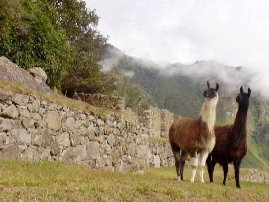 Hier sehen die Llamas noch friedlich aus