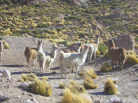 Lamas mit bunten Wollfransen als Kennung