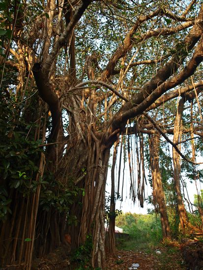 Banyan Baum, stand direkt vor meiner Tür und ist viele hundert Jahre alt
