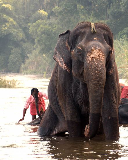 Dauert ganz schön lange bis so ein Riese sich hingelegt hat