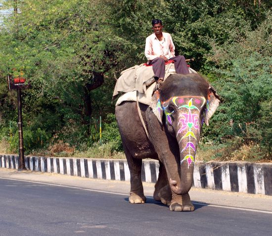 Eigentlich sollte es das letzte Stück raus zum Fort auf einem solchen "Riesen" gehen, aber aus "ich mag Tiere viel zu gern, und will daß es ihnen gut geht"-Gründen lauf ich dann doch lieber.