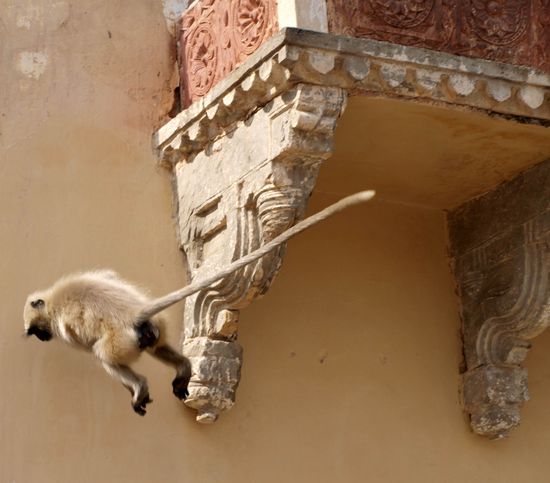 voll im Sprung erwischt