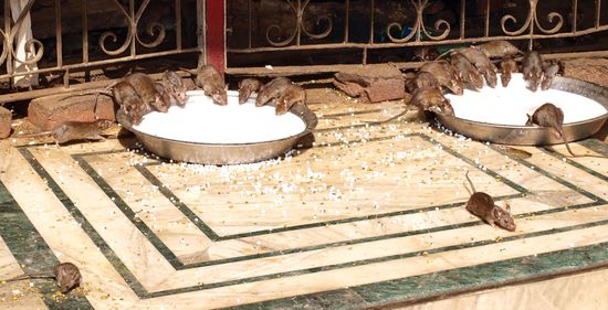 Hier gibs lecker Milch...