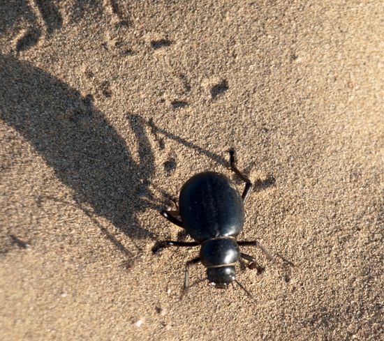 Die sind groß, schwarz und überall