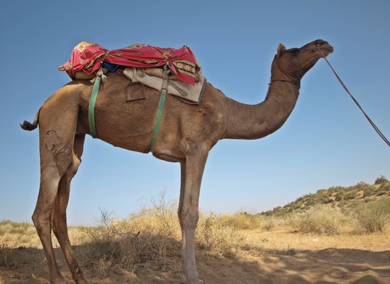 Hier in voller Größe