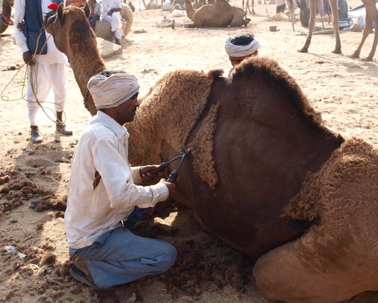 Kamelfriseur - hier gibt es später Kamel-Schönheitswettbewerbe