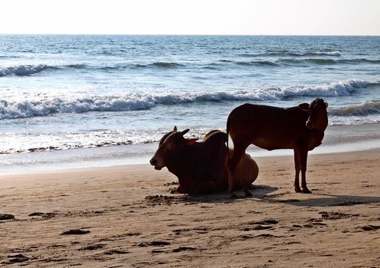 Heilige Kühe am Strand - denen gehts hier auch richtig gut