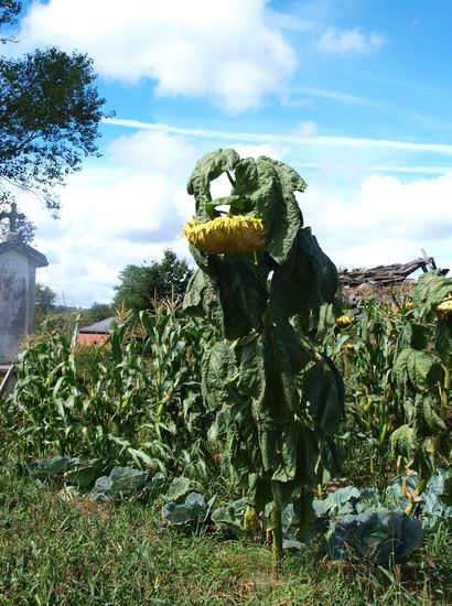 Die verwelkte Sonnenblume - so fühlt Carina sich 