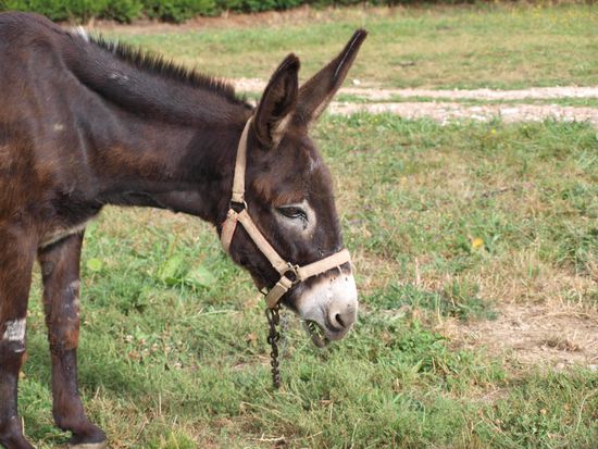 Wer ist hier der Esel?