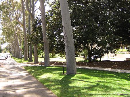 Es stehen tausende von Baeumen an der Strasse, die durch den Kingspark fuehrt. Und die Australier haben nichts besseres zu tun, als vor jeden Baum ein Schild zu setzen, wer diesen Baum gepflanzt hat. Australier scheinen reich zu sein