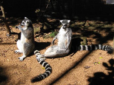 Da kann man nur an den Film Madagascar denken, oder?