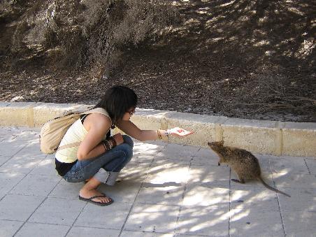 Haruna und die Begegnung des Quokkas