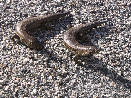 Links ist Tom, rechts ist ein unhoeflicher Lizard, der sich mir nicht vorgestellt hat
