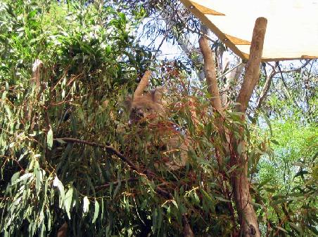 Jaaaa!!! Ein Koala!!!!