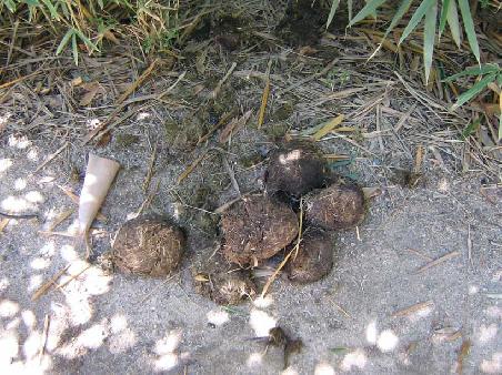 Elefanten Poo