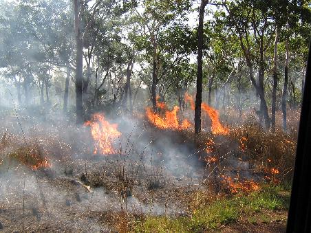 Um diese Jahreszeit werden absichtlich Feuer gelegt, damit in der dry season die Gefahr der bush fire reduziert wird. An dem Gras sieht der Ranger, wann welche Gegend abgebrannt werden muss, wobei das Feuer nur das Gras vernichtet, da die Baume noch feucht genug sind.